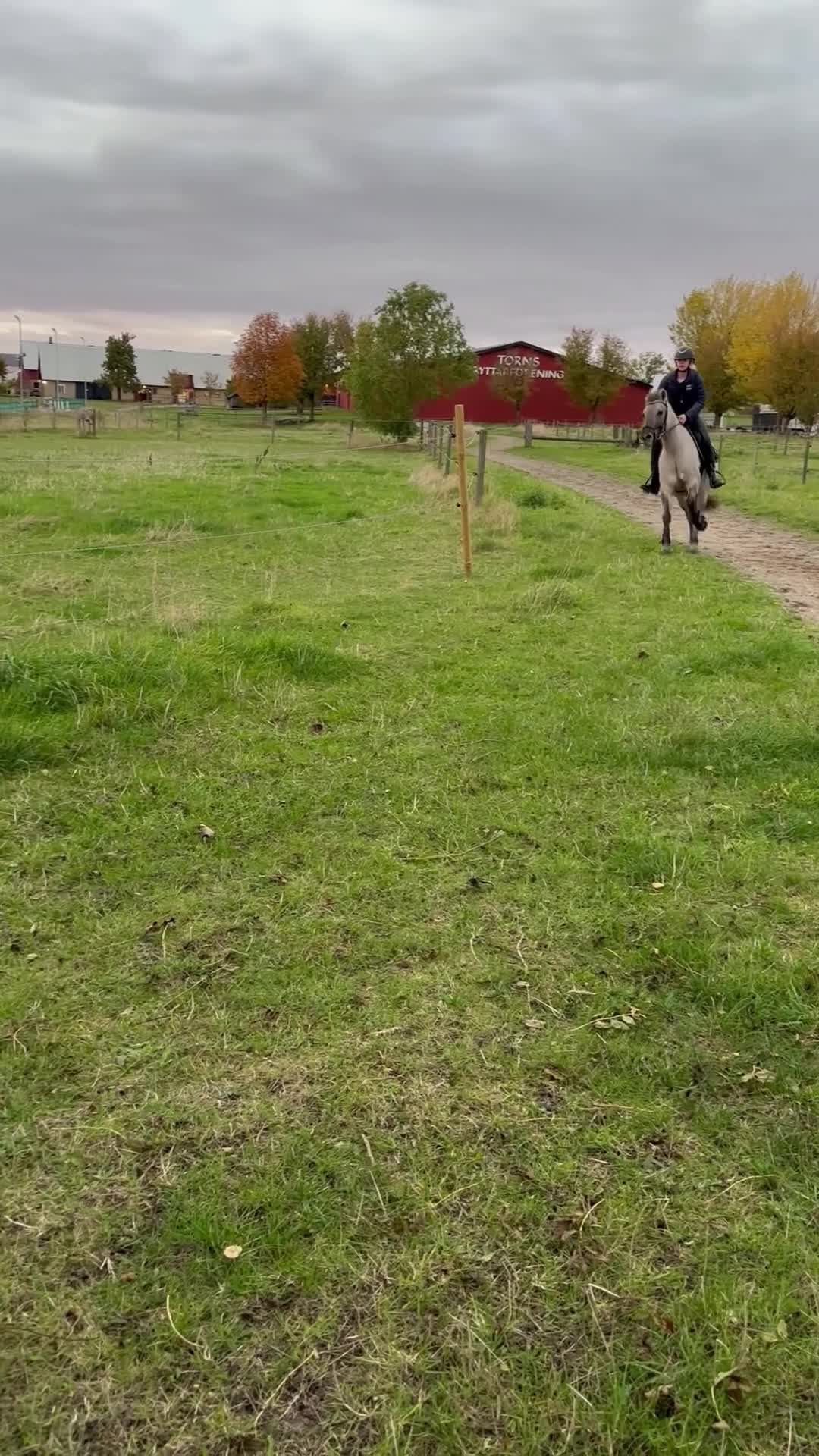 Allround hästar till salu: C-ponny sto - Video 3