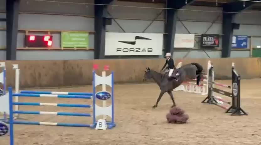 Hoppning hästar till salu: Perfekt Childrens häst  - Video 5