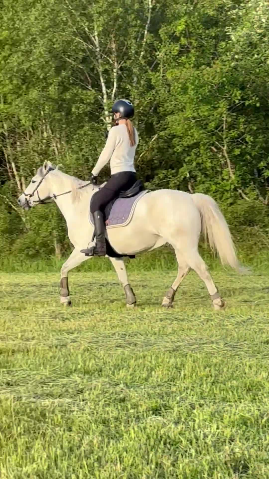 Allround hästar till salu: Snäll d-ponny söker nytt hem - Video 4