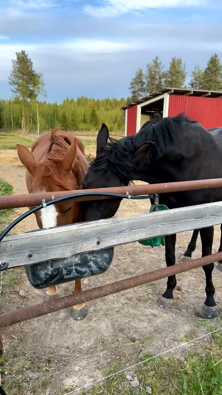 Allround hästar till salu: Willia i Norrfjärden - Video 1