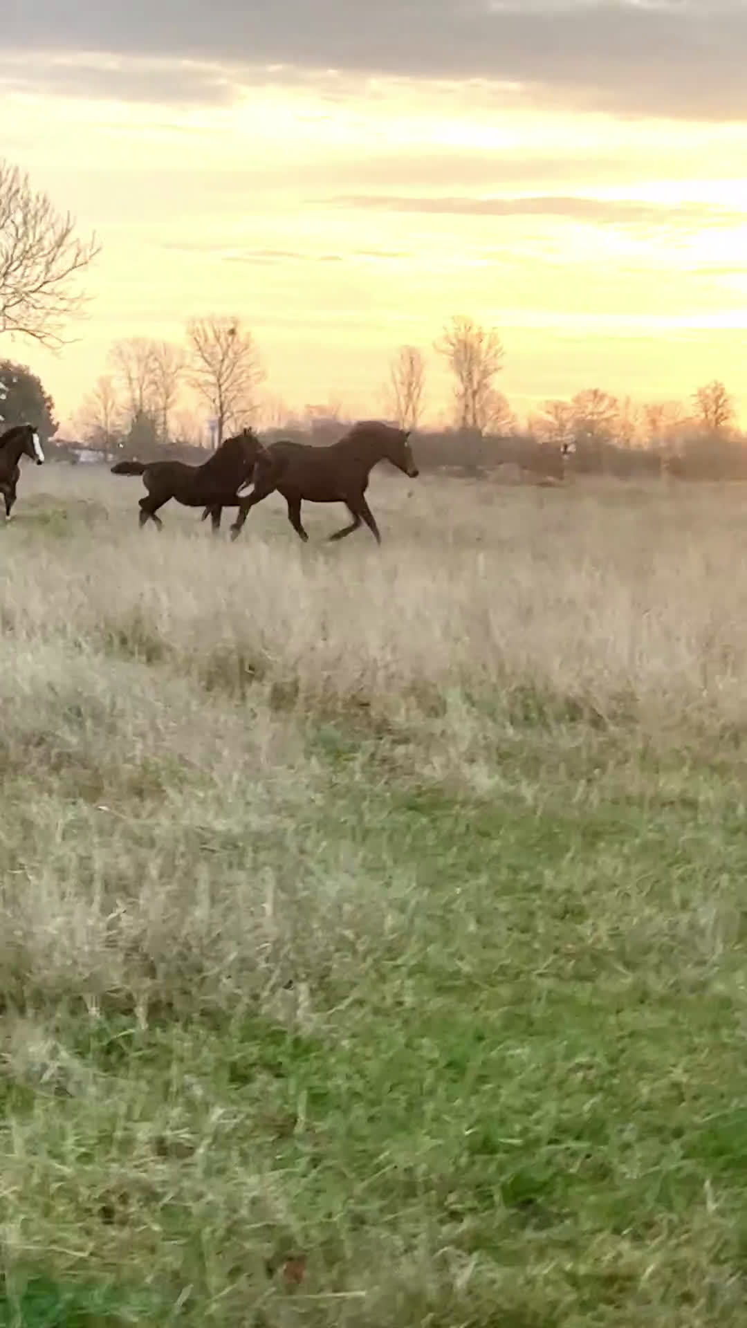 Avelshästar hästar till salu: BOKAD: Avelssto dräktig m Hesselhøj Double Up i Kalmar - Video 1