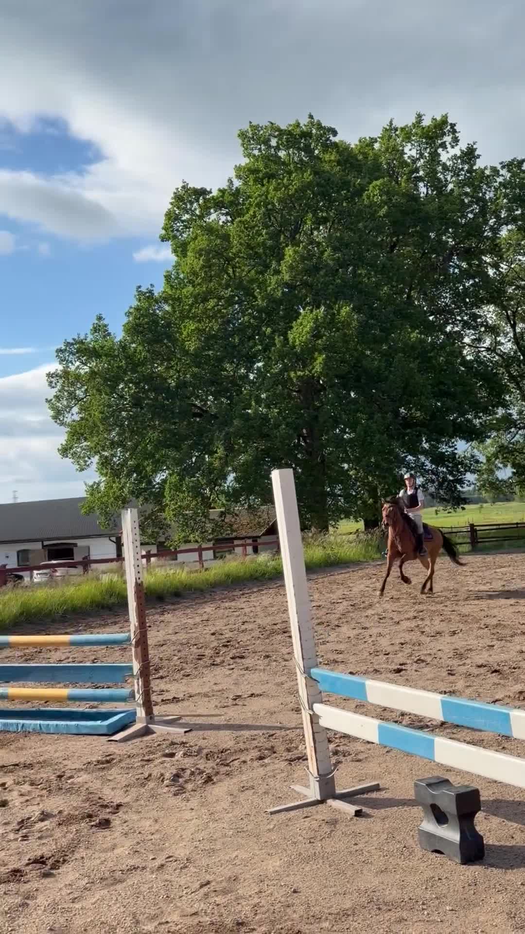 Hoppning hästar till salu: Lovande ungponny - Video 2