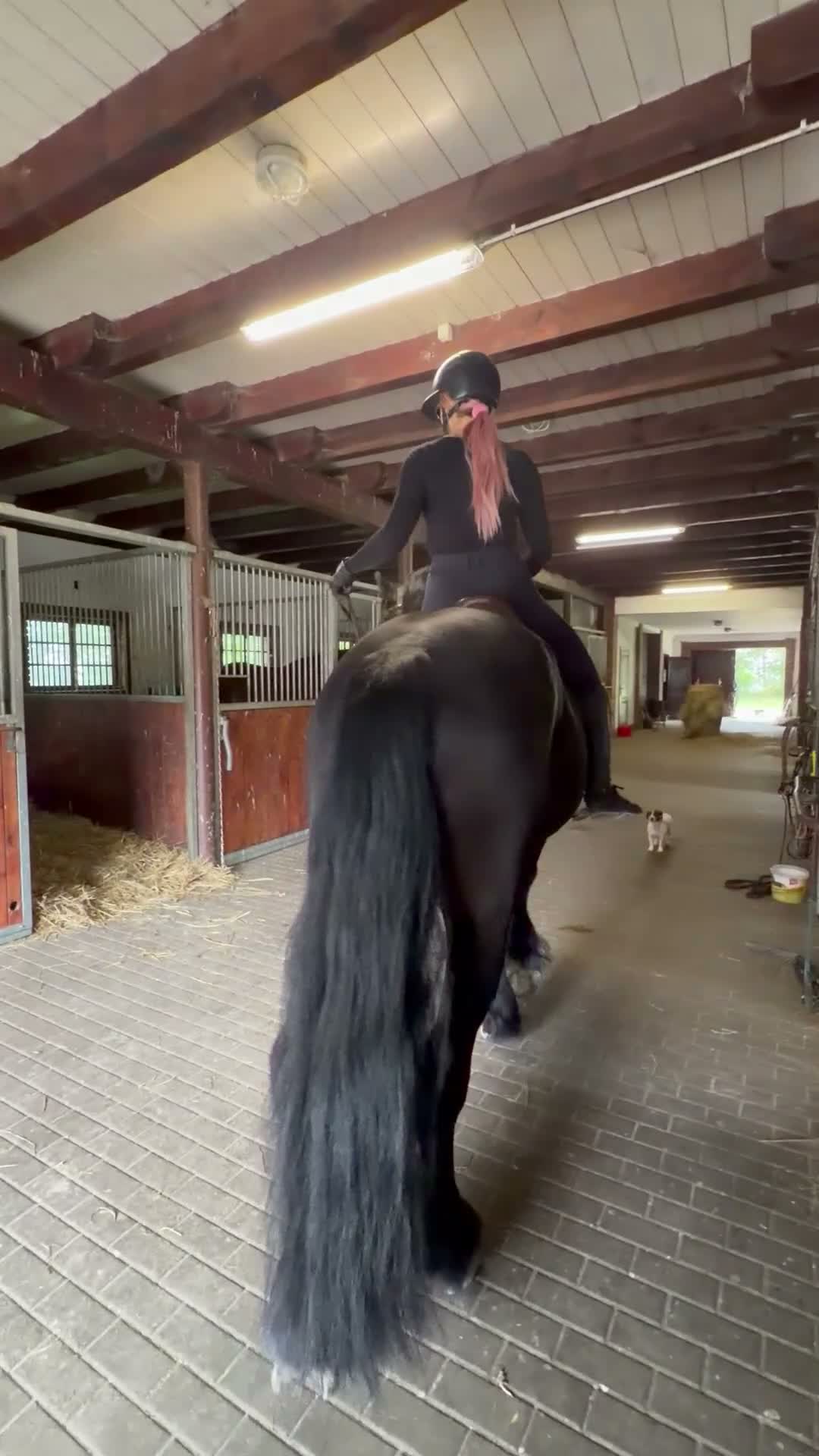 Dressyr hästar till salu: Amazing fresian! Perfect familly horse or sport - Video 1