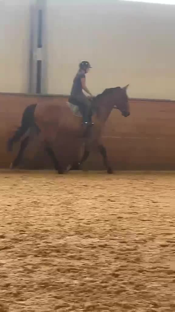 Allround hästar till salu: Trevligt sto - Video 1