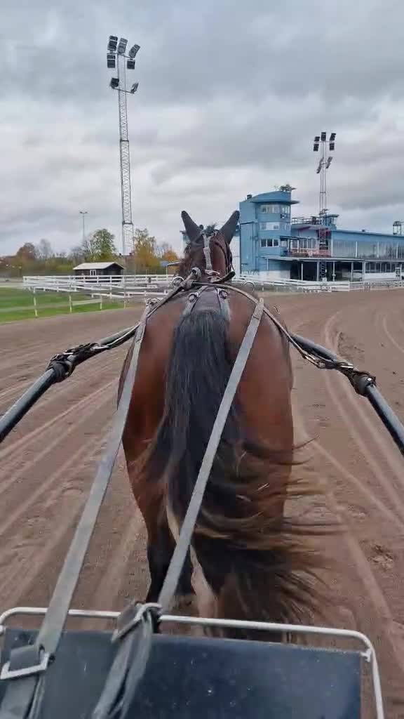 Trav hästar till salu: Leasing - Video 2