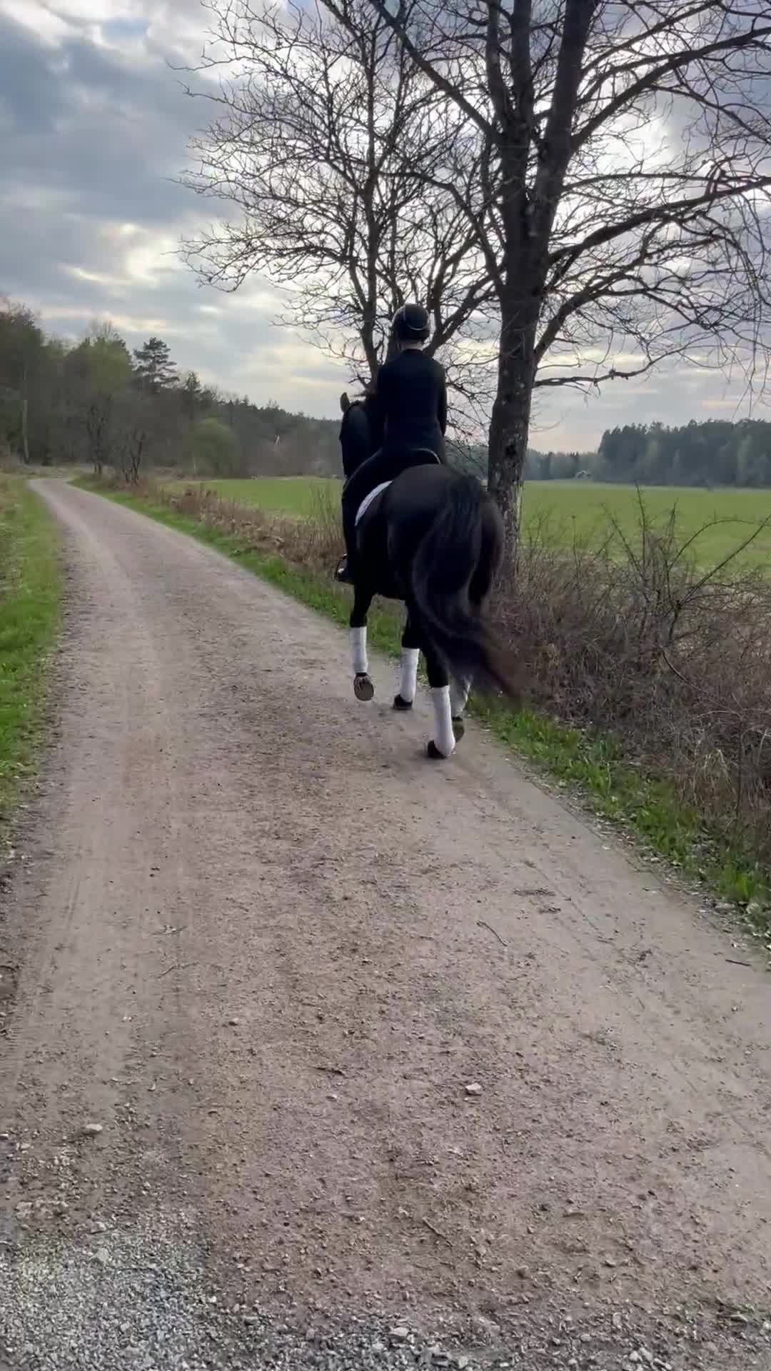 Dressyr hästar till salu: Vackert selektions sto i Harestad - Video 4