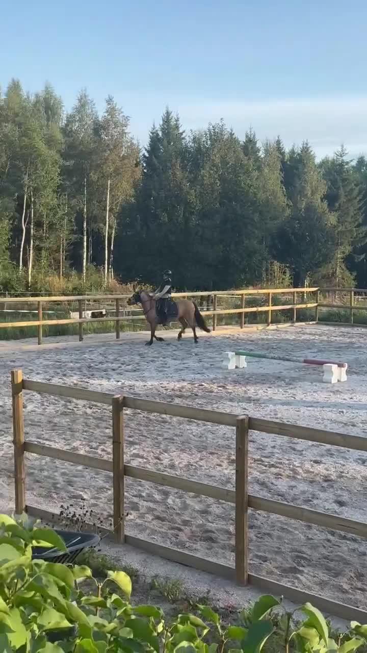 Allround hästar till salu: Fantastisk b-ponny - Video 3
