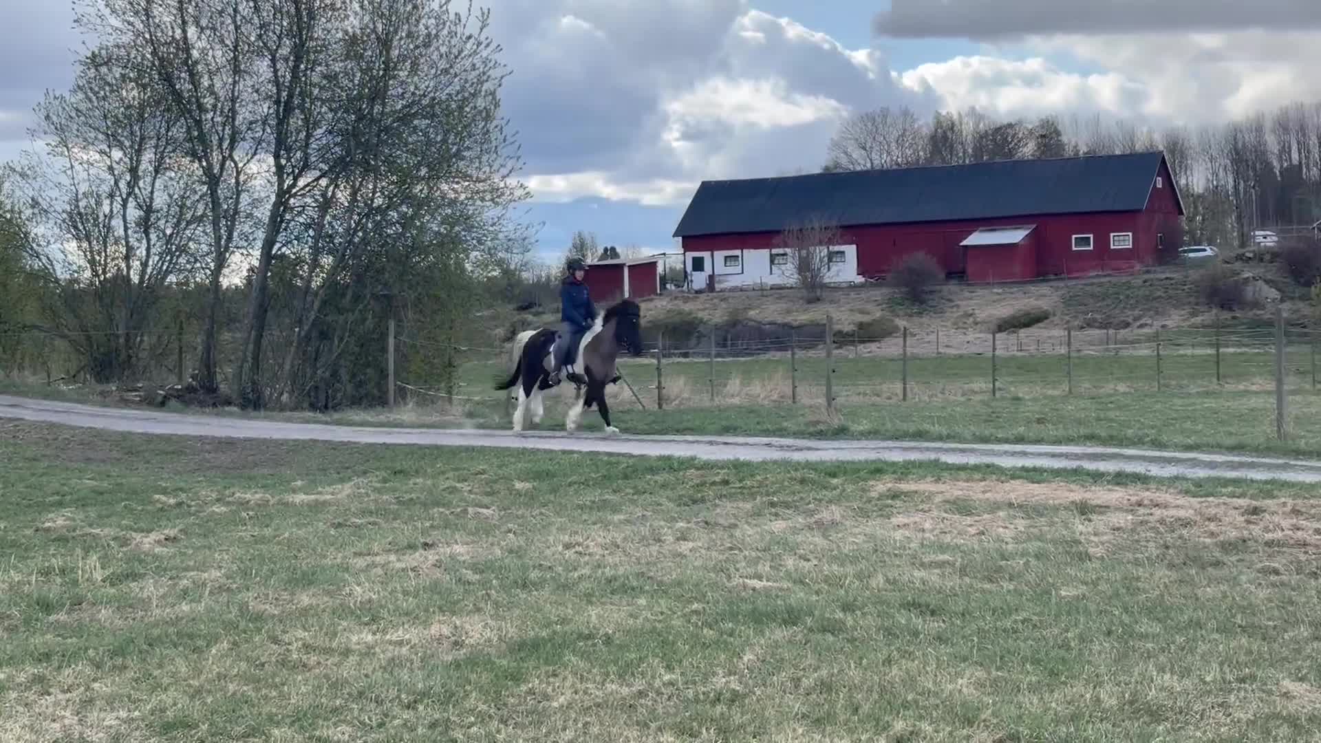 Island hästar till salu: Topp-Skjóni - Video 3