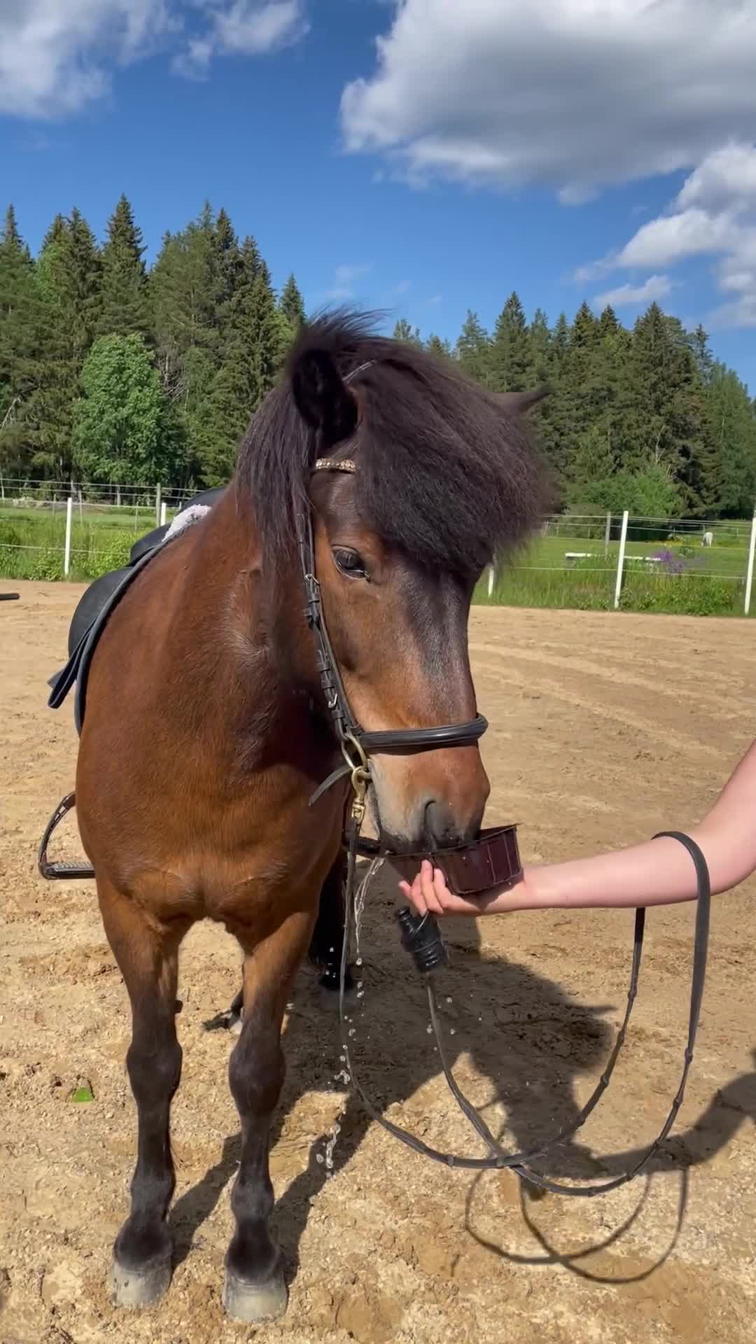 Allround hästar till salu: Två fantastiska valacker,söker nytt hem tillsamman i Österbybruk - Video 1