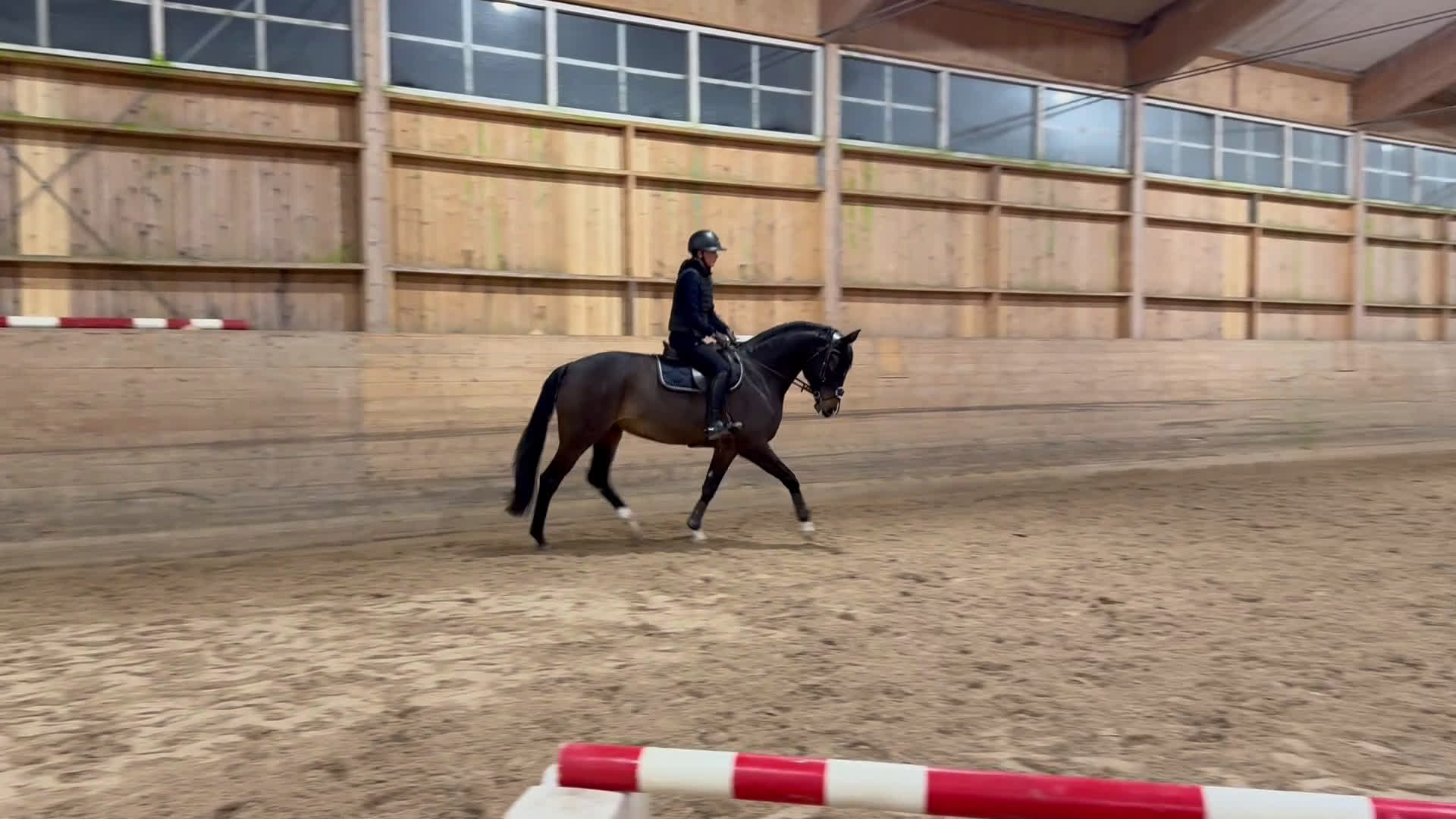 Allround hästar till salu: Perfekt juniorhäst - Video 2