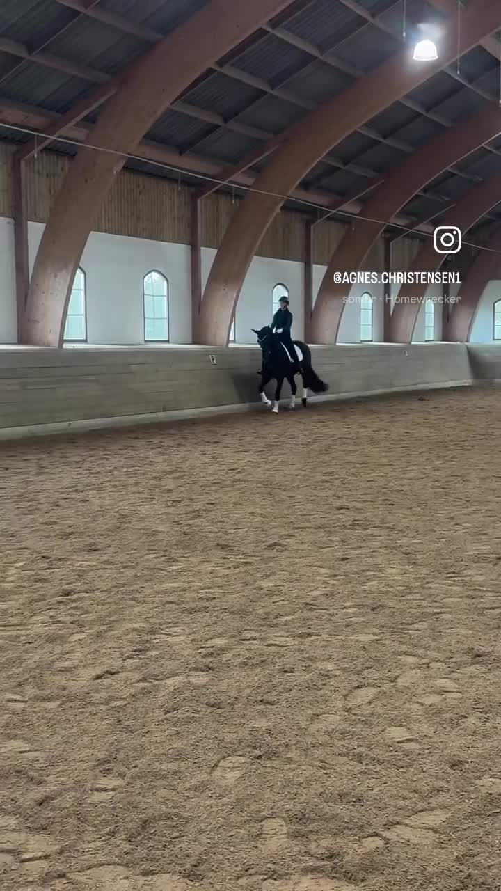 Dressyr hästar till salu: Sagohäst! - Video 1