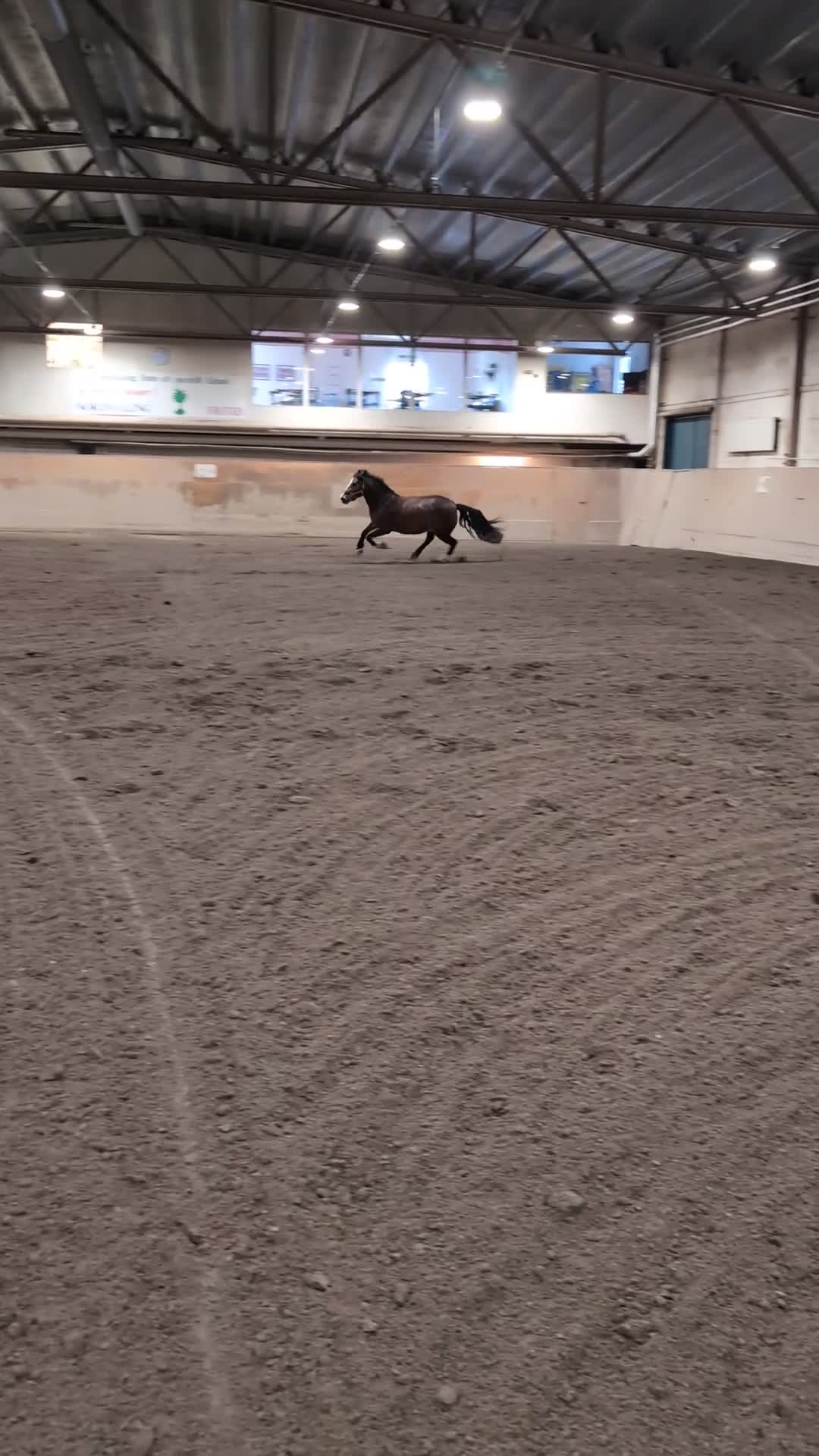 Allround hästar till salu: Superfin kallblodstravare till hobbyridning - Video 1