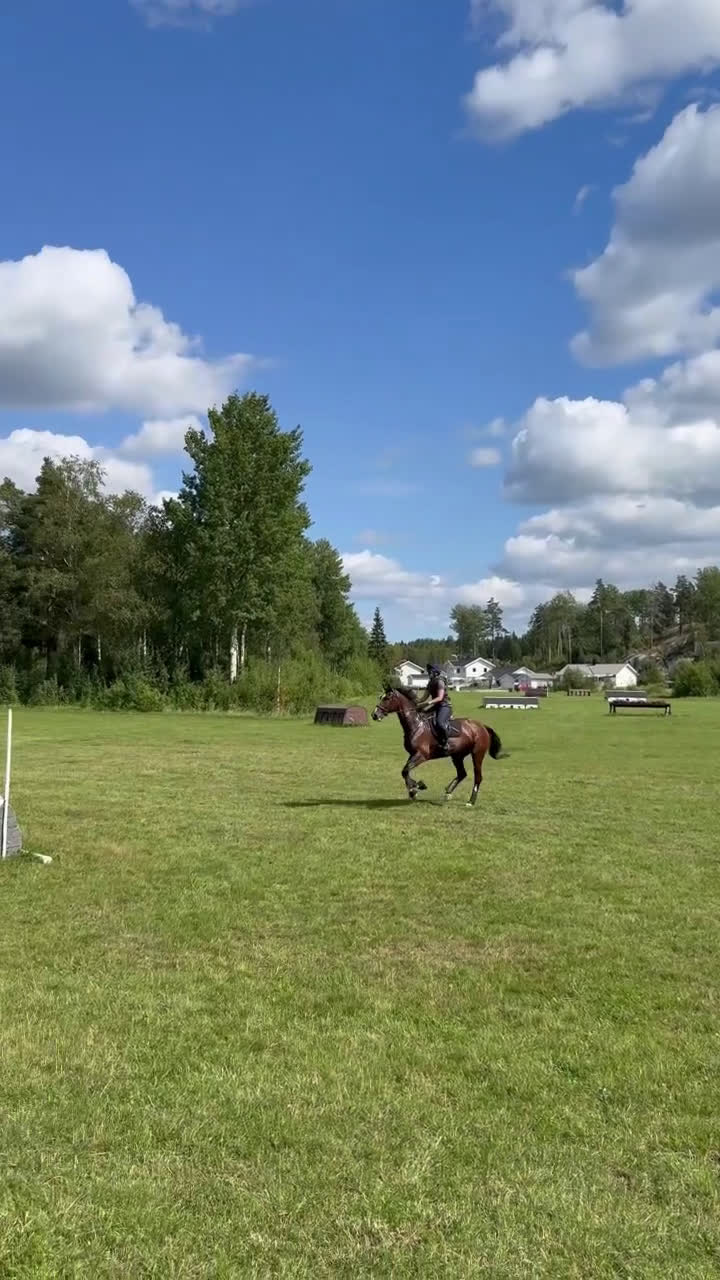 Hoppning hästar till salu: Hopp/fälttävlansämne för större klasser! i Alunda - Video 3
