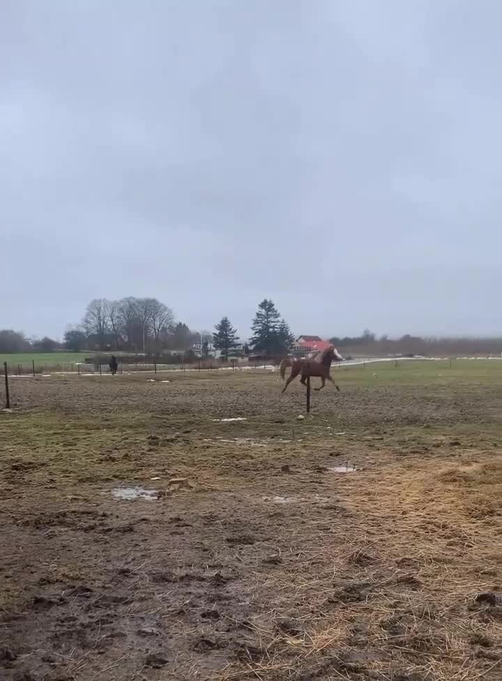 Island hästar till salu: Beautiful Splash mare with exceptional mind i Middelfart - Video 1