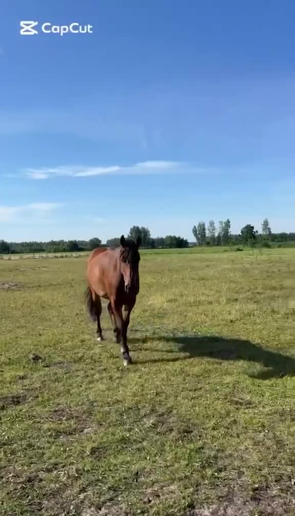Allround hästar till salu: Partner och familjemedlem i Vadstena - Video 2
