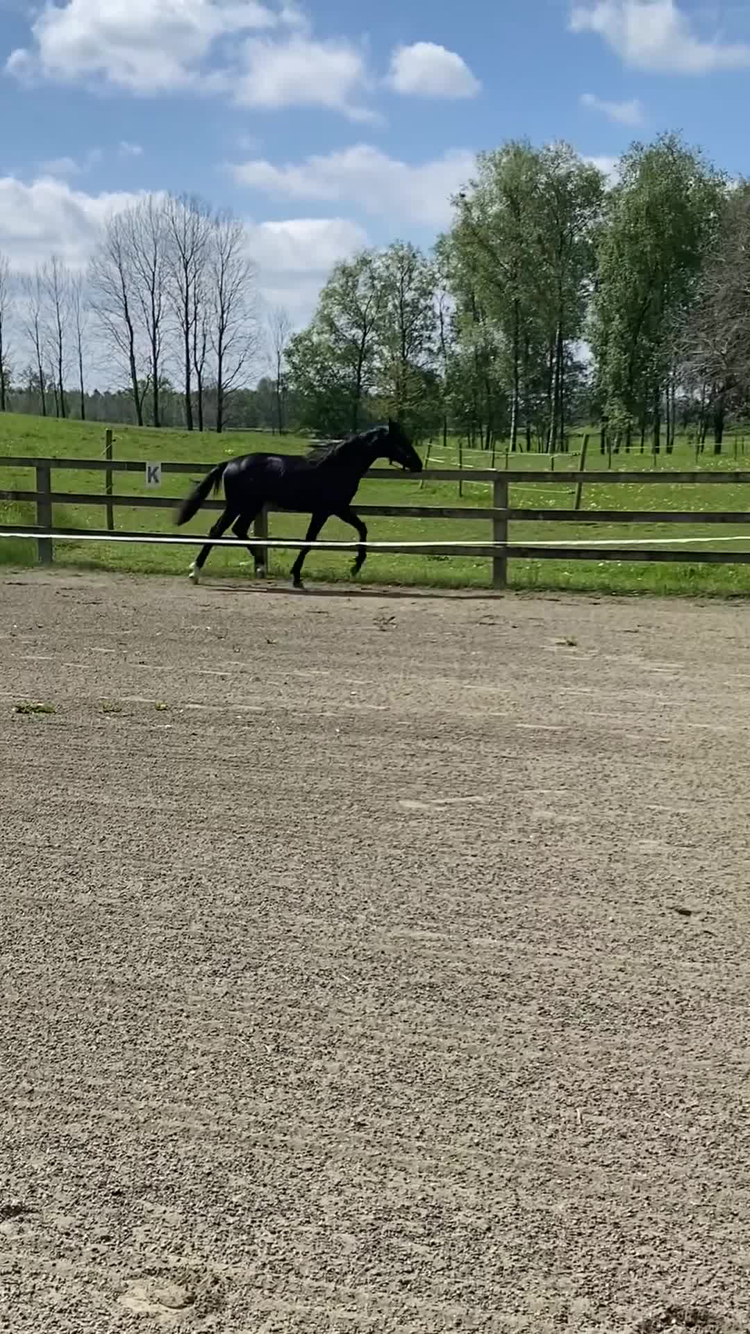 Dressyr hästar till salu: Vacker 1-årshingst med fina poäng - Video 3