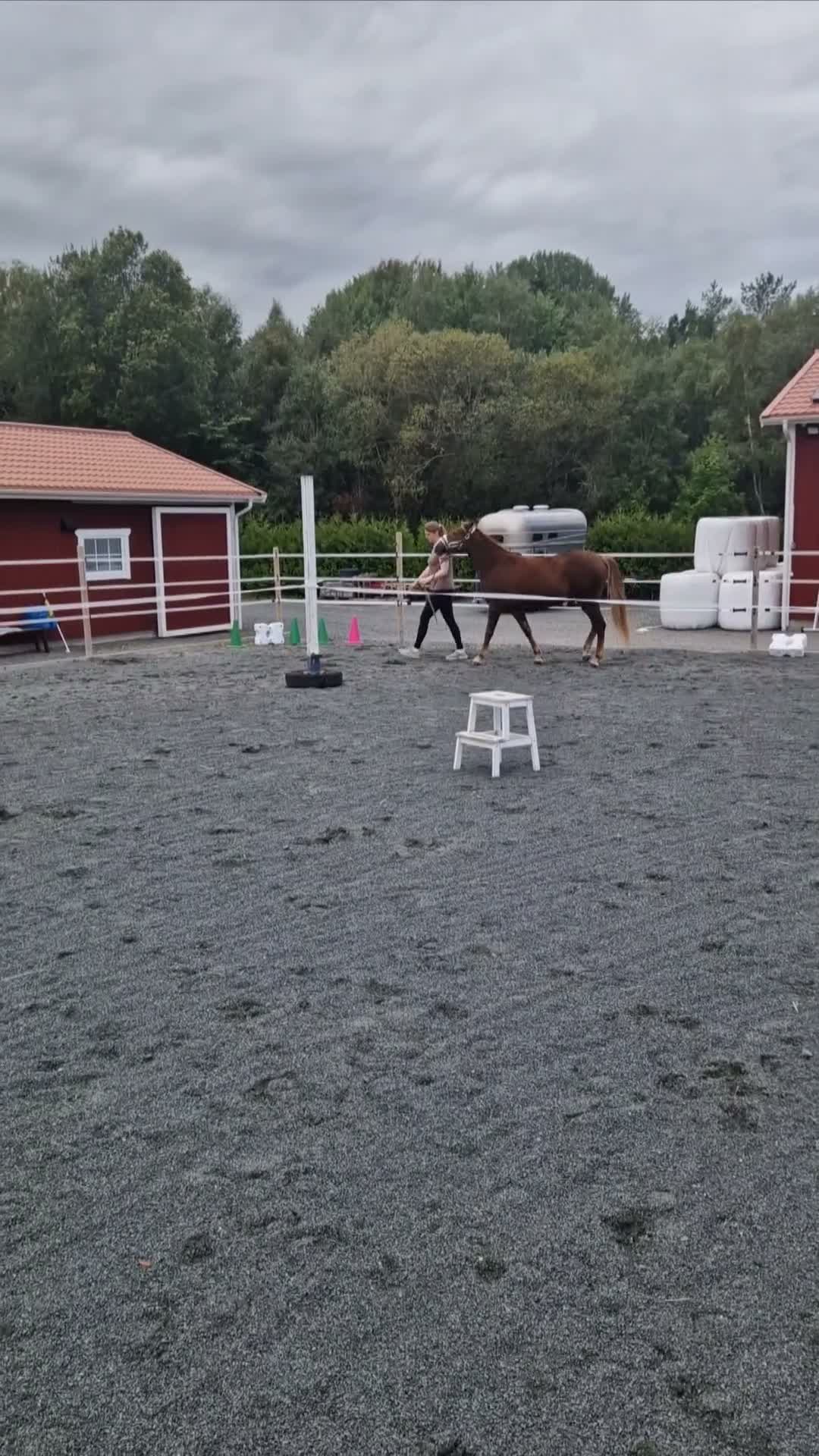 Allround hästar till salu: Supertrevligt 2-årigt sto - Video 2