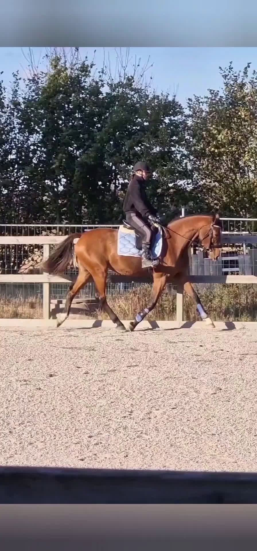 Allround hästar till salu: 3 årigt sto för framtiden! i Bräkne-Hoby - Video 1