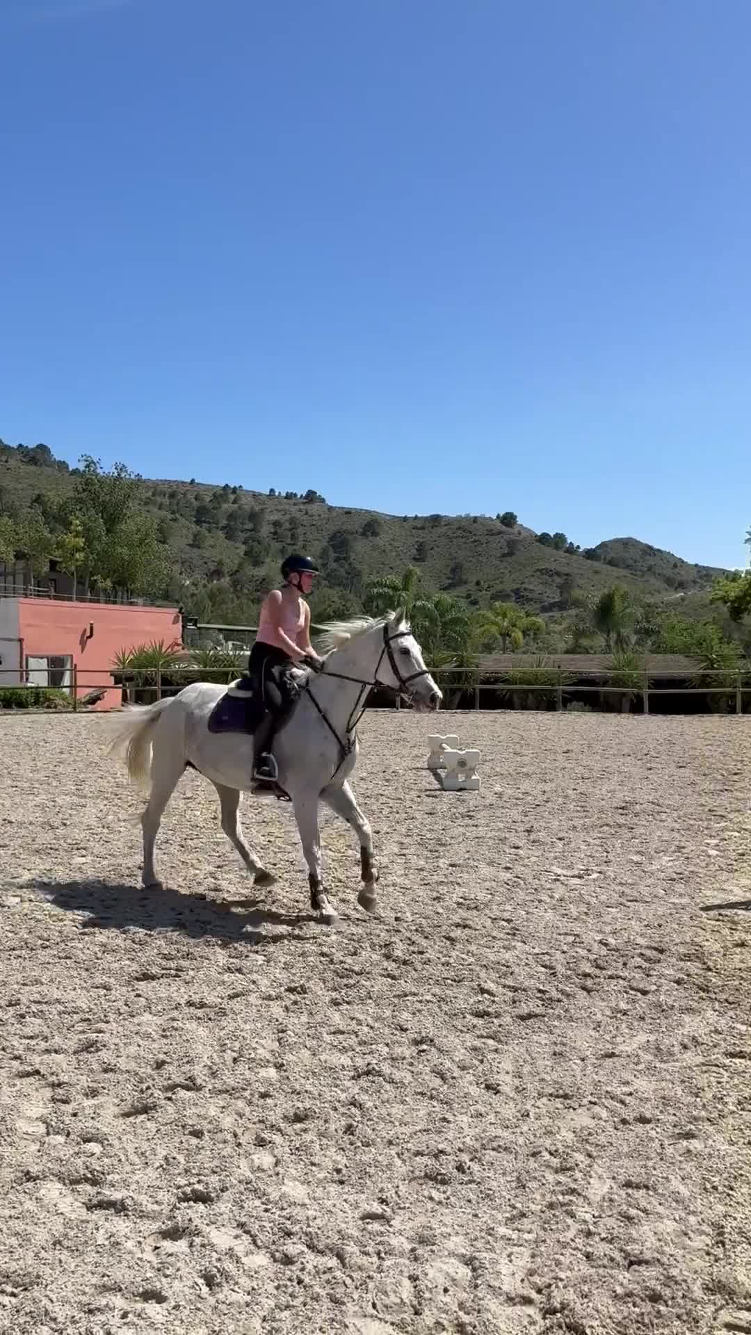 Övrigt hästar till salu: Hela letar sitt nya hem ❤️  - Video 2