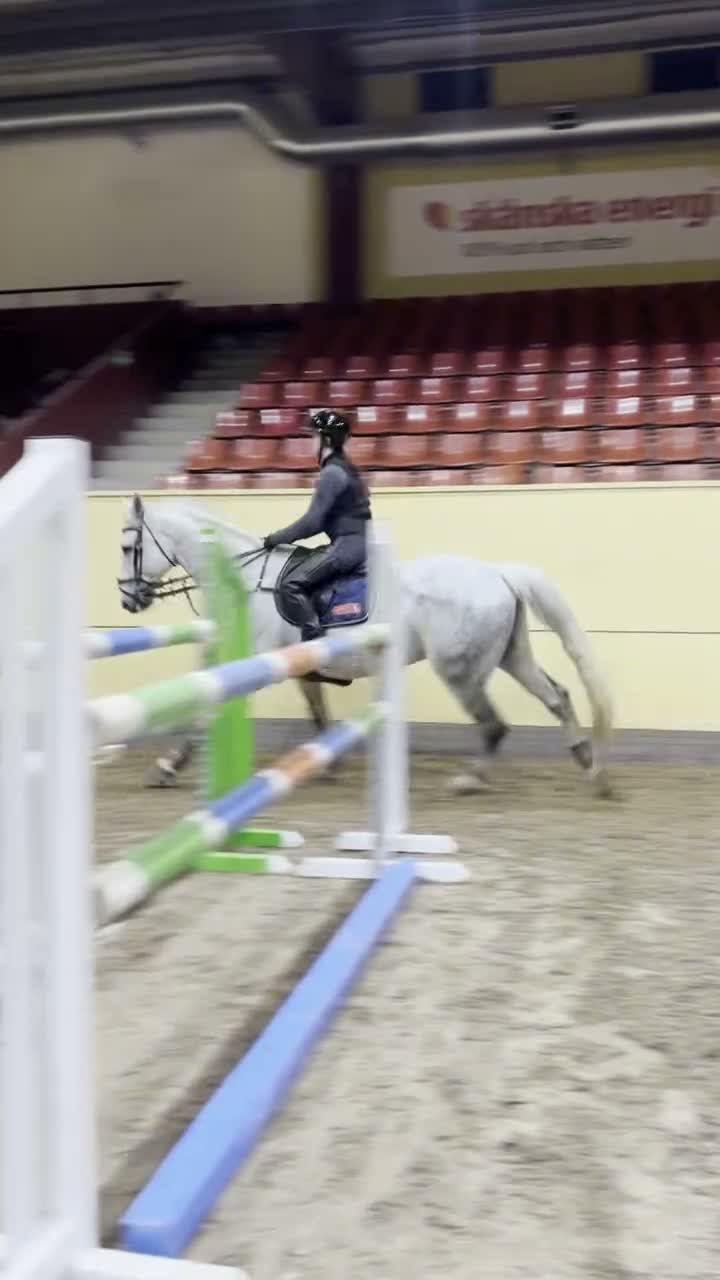 Hoppning hästar till salu: Kanske den bästa hästen till en junior. - Video 3