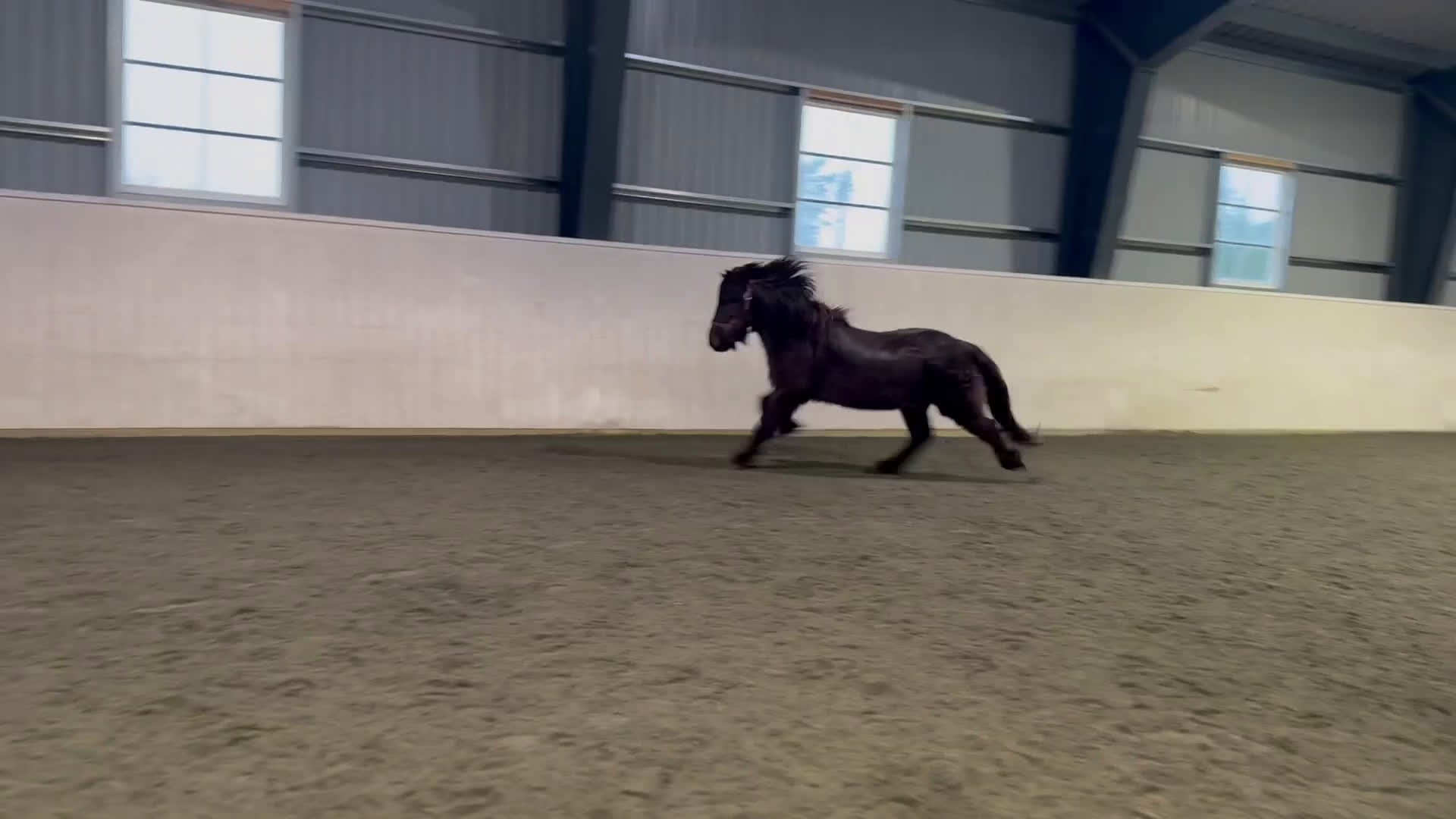 Island hästar till salu: Rolig häst för framtiden i Svenljunga - Video 2