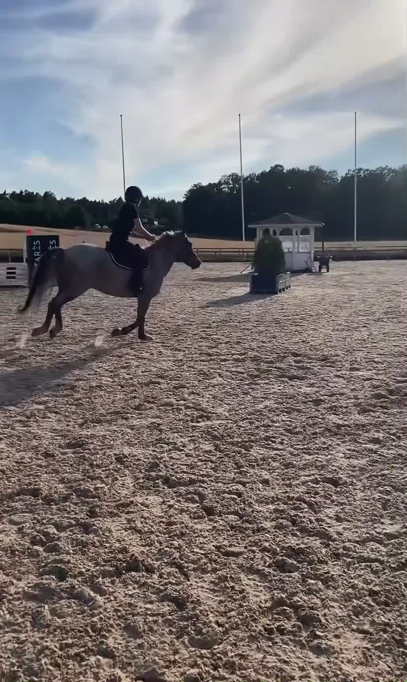Allround hästar till salu: Snäll allroundponny - Video 1