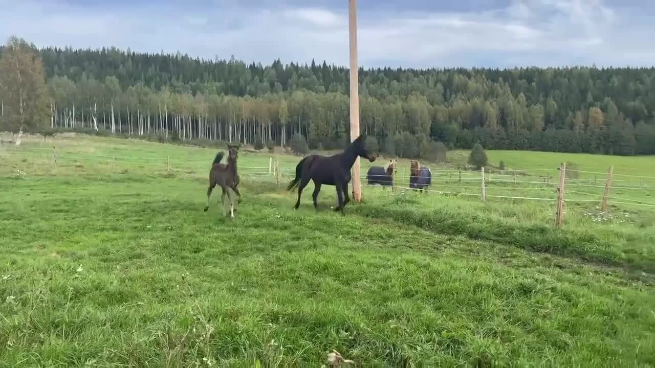 Trav hästar till salu: Sto efter Amaru boko i Ålem - Video 1