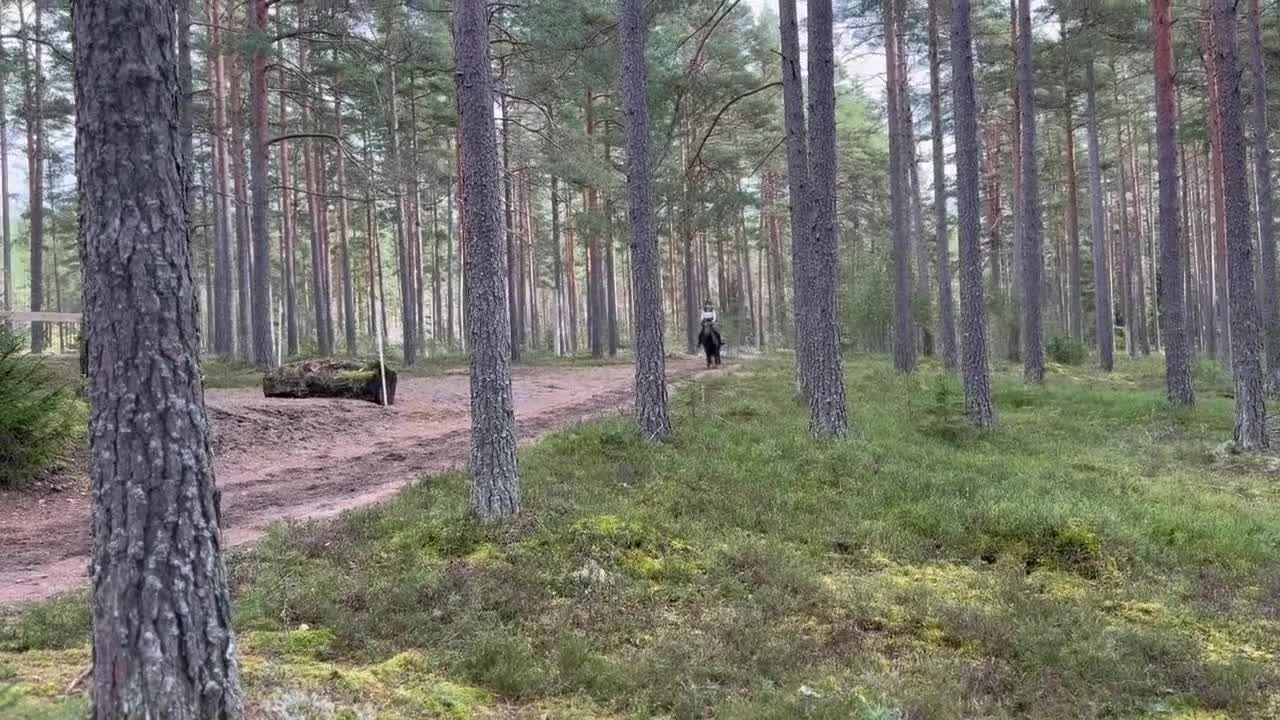 Hoppning hästar till salu: Meriterad hopp- & fälttävlansponny  - Video 1