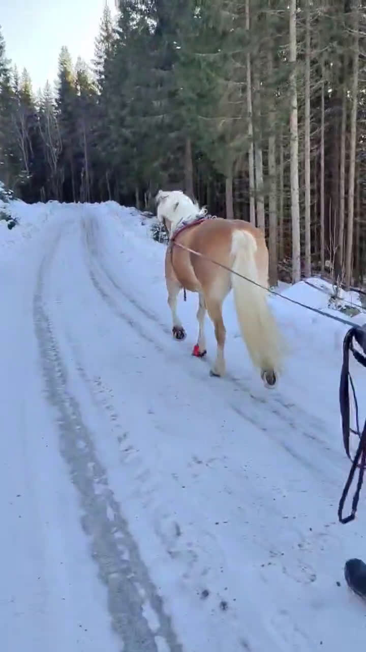 Allround hästar till salu: Franatica 10-årigt sto allround  - Video 3