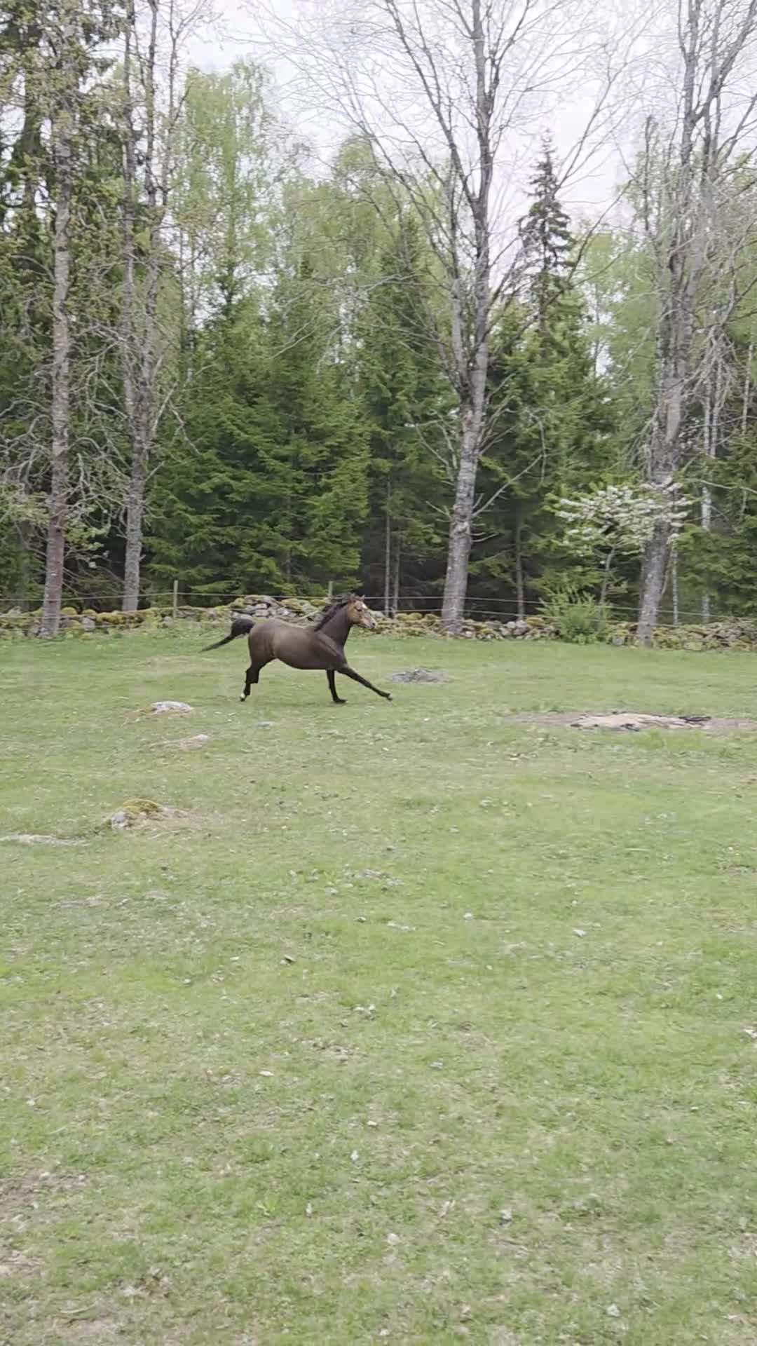 Allround hästar till salu: Fin welshponny  - Video 2