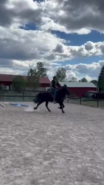 Island hästar till salu: Prins Garpur 👑  - Video 1