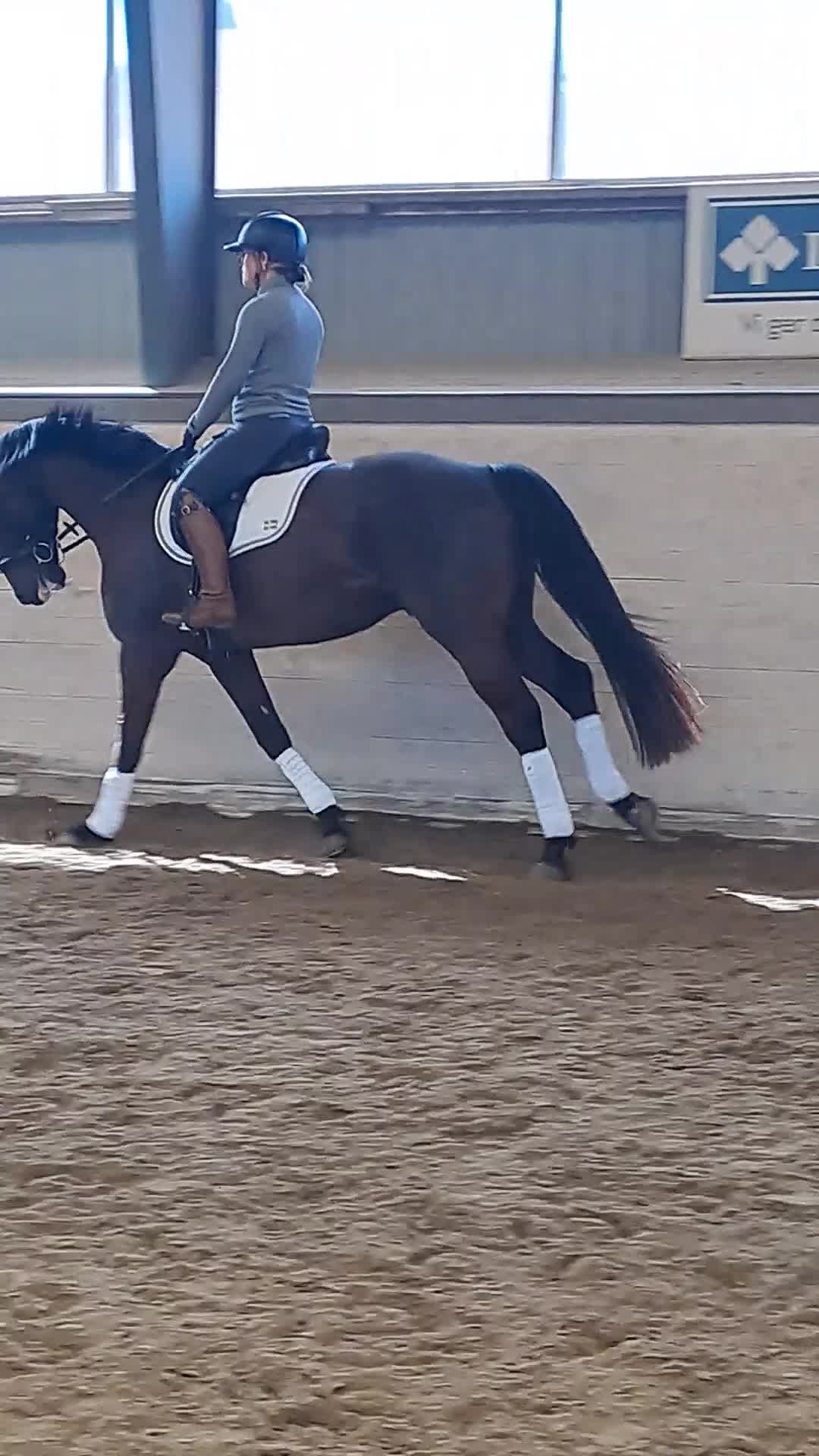 Dressyr hästar till salu: Dressyrtalang 5 årig valack e Americano GJ  - Video 2