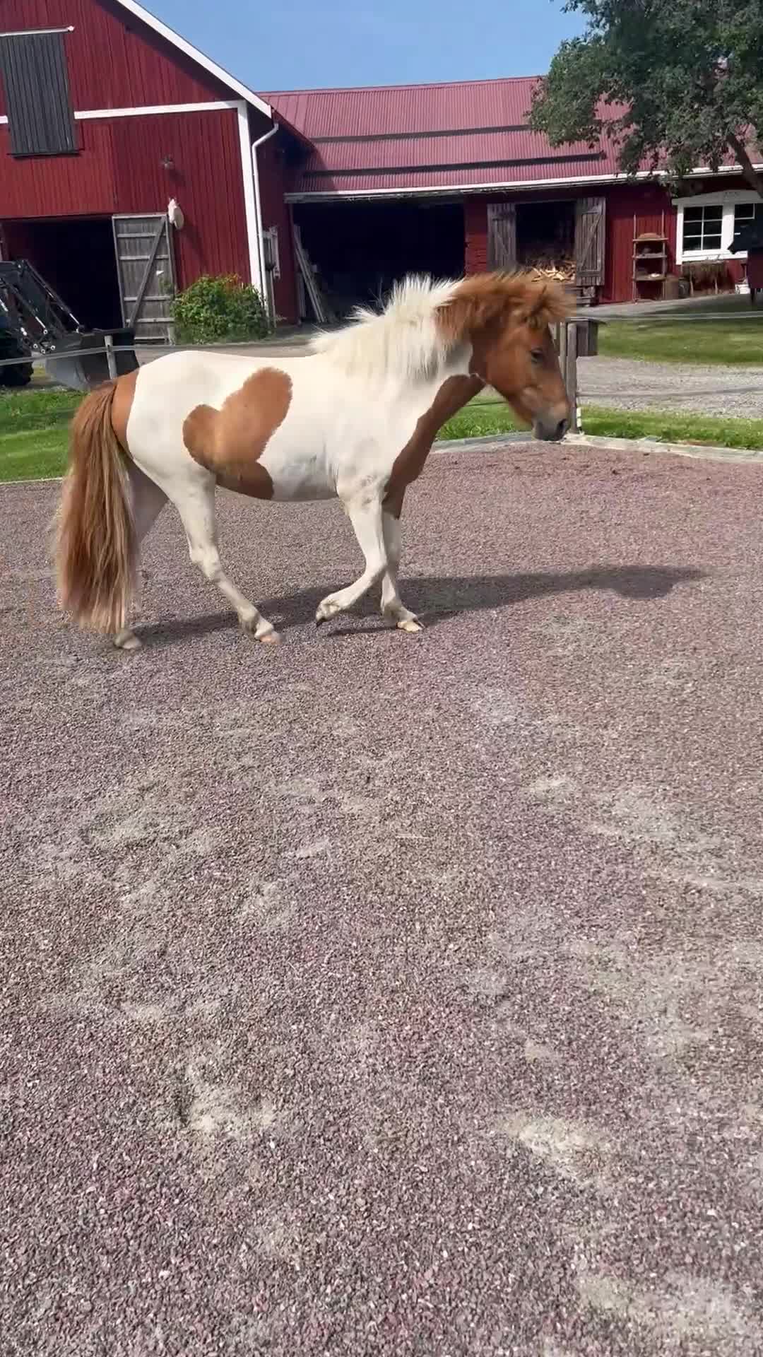Island hästar till salu: Fint islandssto 2år  - Video 5