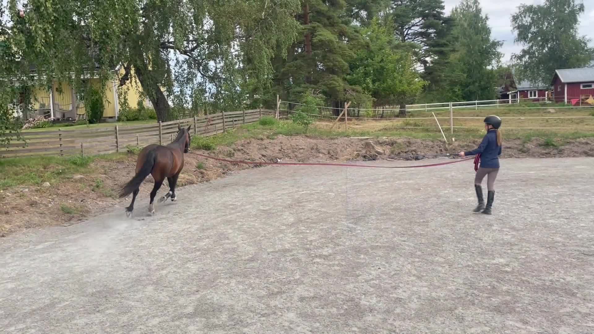 Allround hästar till salu: Fin C-ponny som projekt - Video 1
