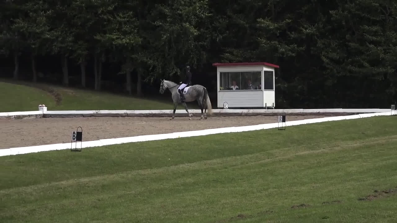 Dressyr hästar till salu: Nedsat pris nu 260000 sv kr, begåvad  dressurhäst - Video 1