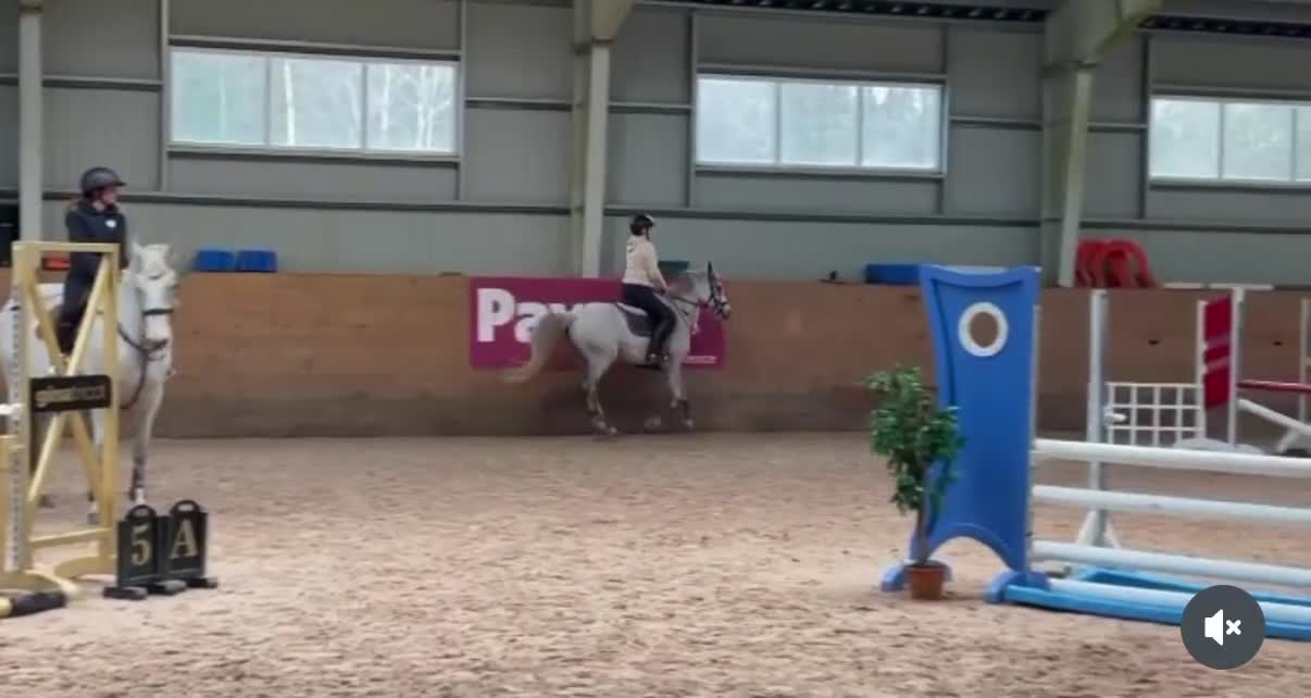 Allround hästar till salu: Fantastiskt ponnysto - Video 2