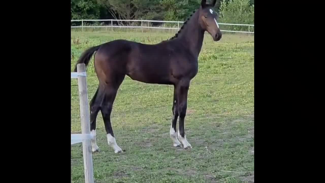 Fälttävlan hästar till salu: Framtida stjärna till fälttävlan/hoppning/avel - Video 1