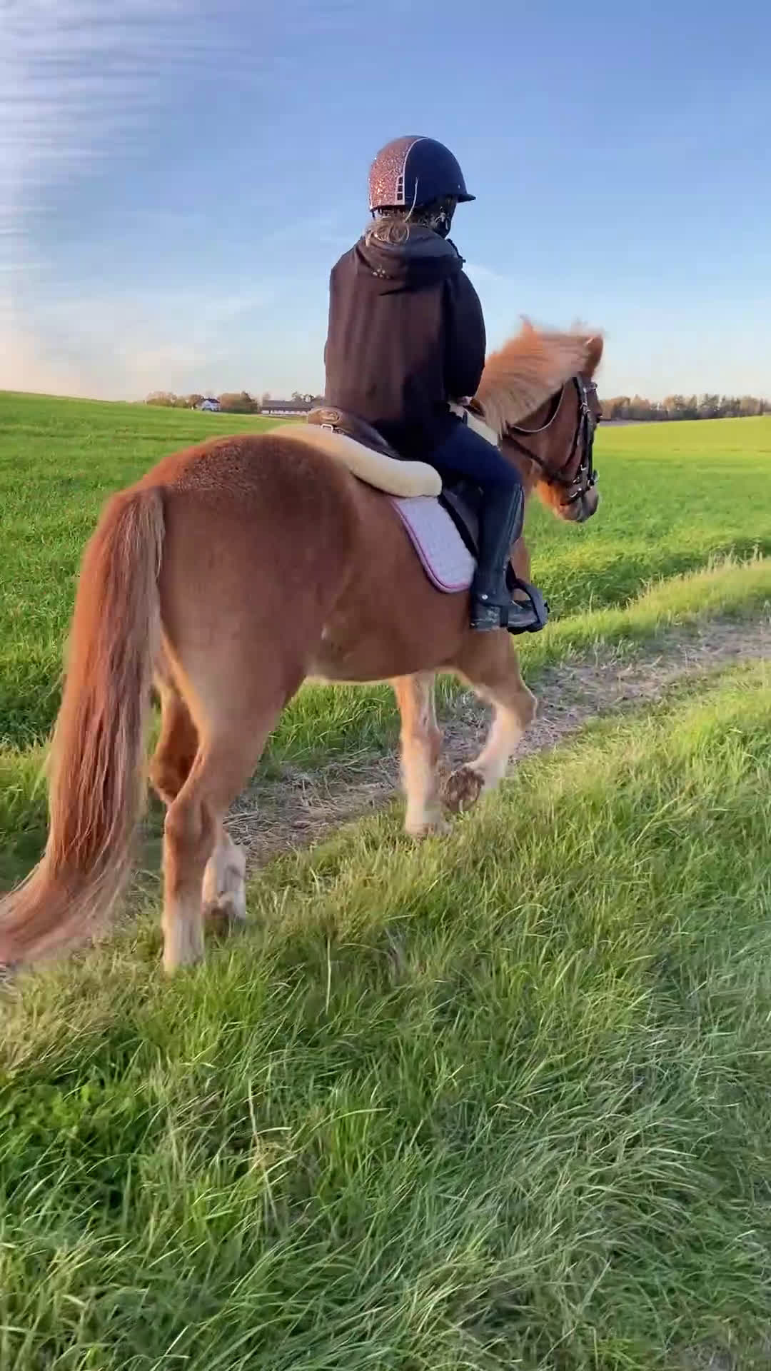  foderhäst finnes: Hel/halvfoderponny finnes i Lidköping - Video 1