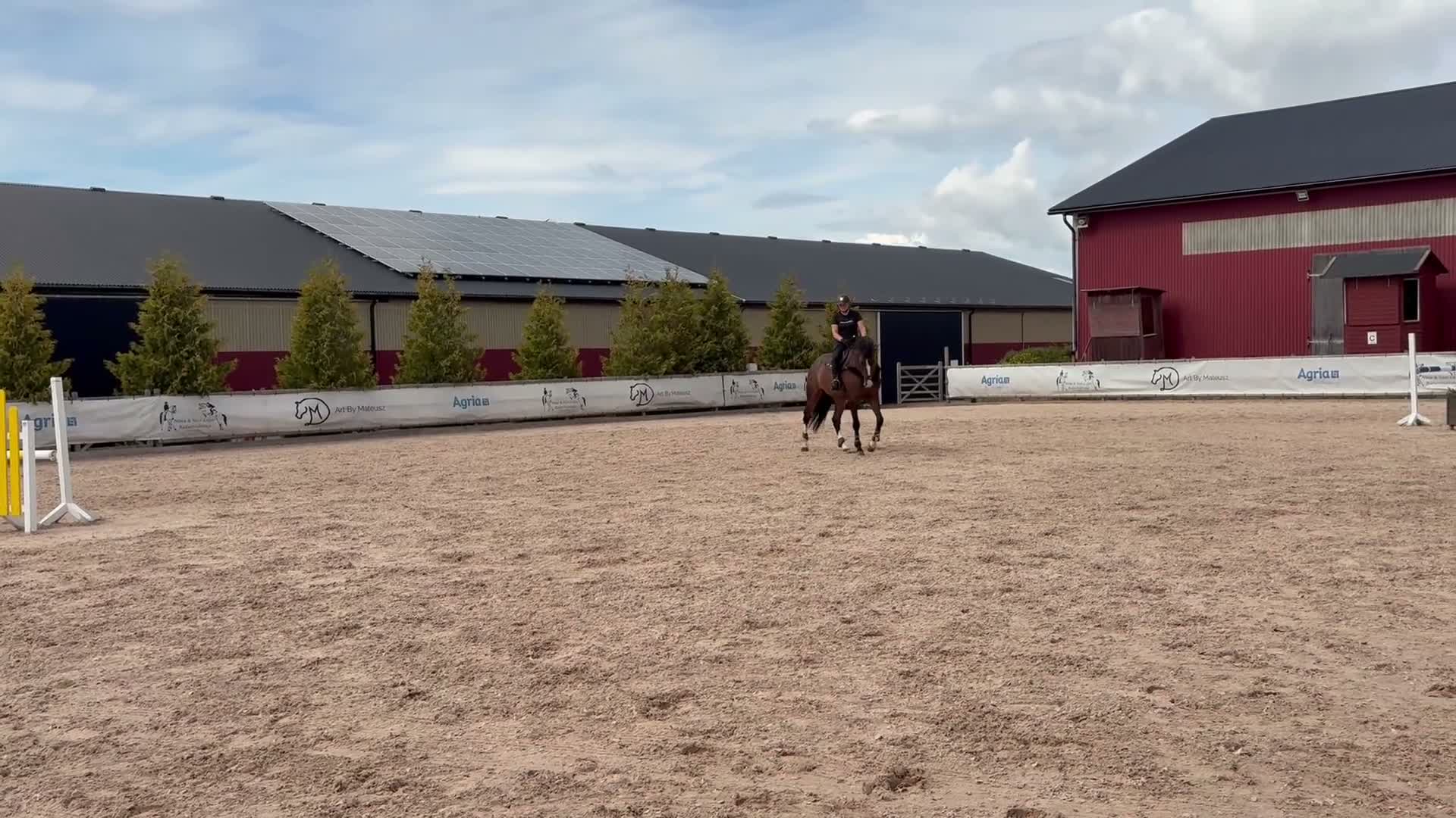 Allround hästar till salu: 5 åring valack  - Video 2