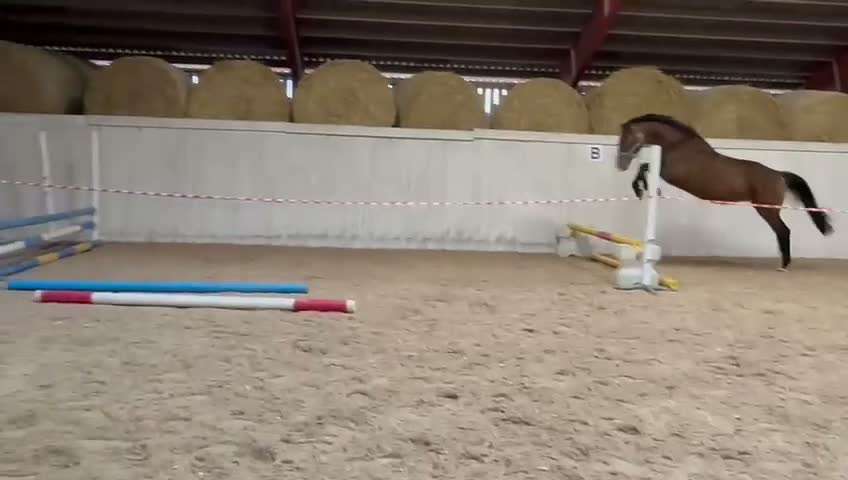 Hoppning hästar till salu: Påbörjad inhoppning framtida kvalitetshäst i Laholm - Video 4