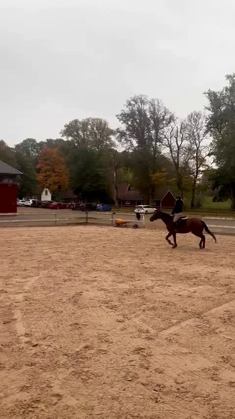 Allround hästar till salu: Hjärtehäst till salu - Video 1