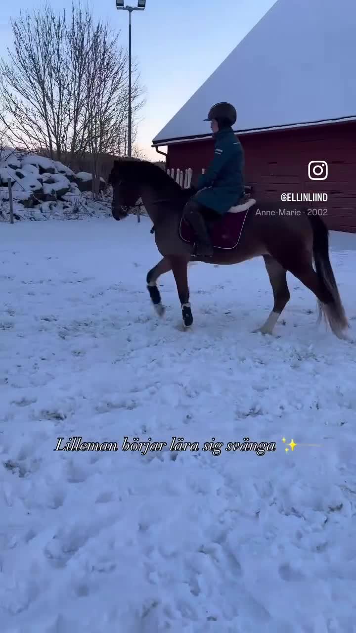 Allround hästar till salu: Drömläge - Video 1