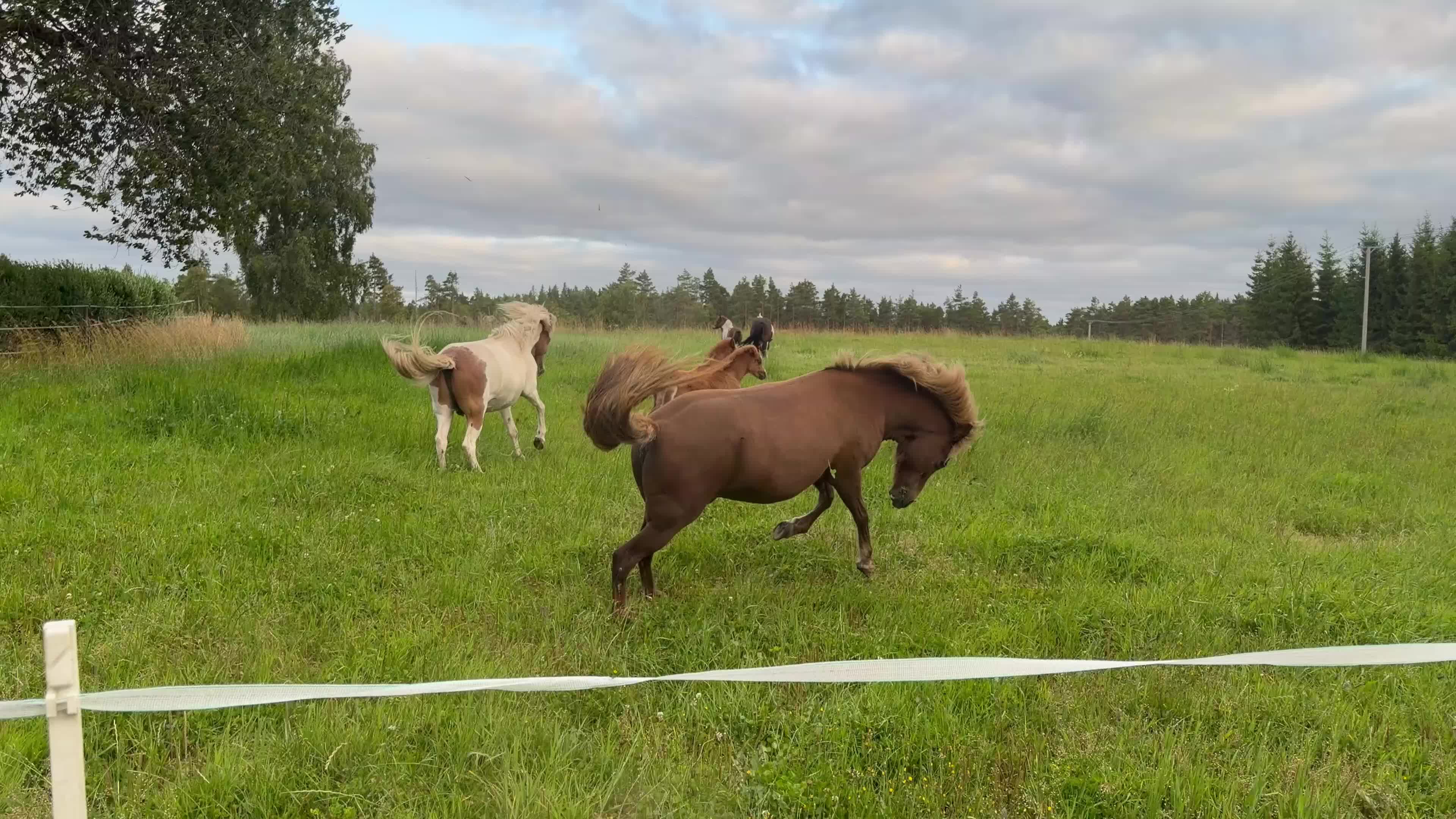 Island hästar till salu: Tre lovande föl efter Mökkvi från Åleby - Video 1