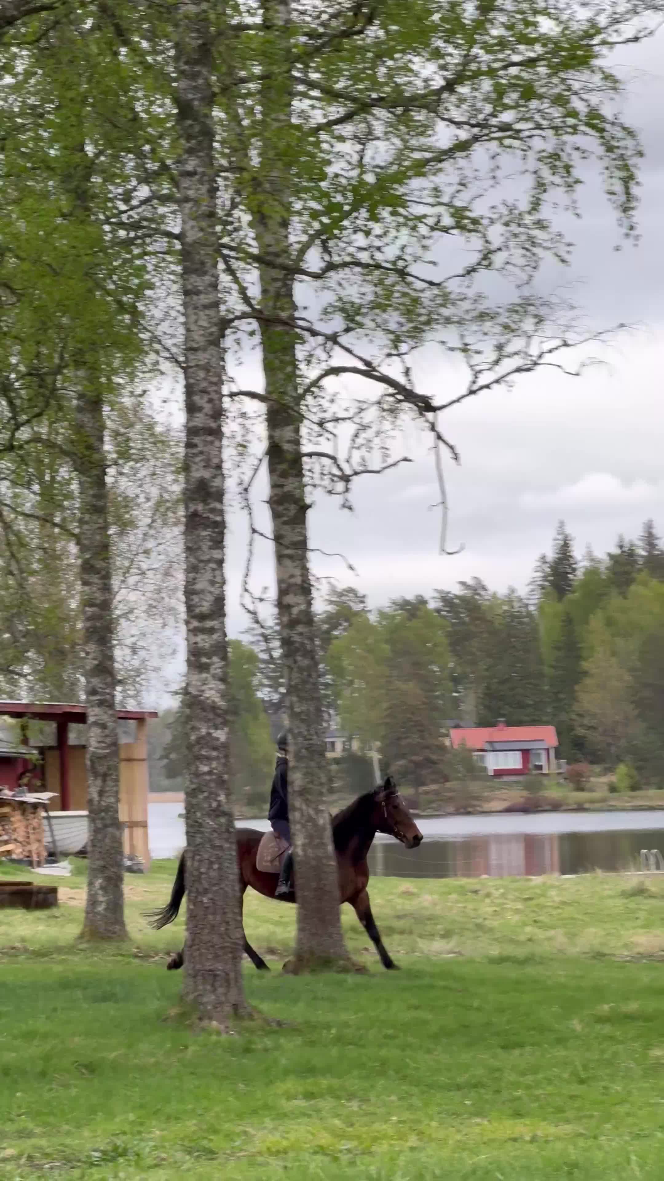 Allround hästar till salu: Världens snällaste sto!⭐️ i Vetlanda - Video 2