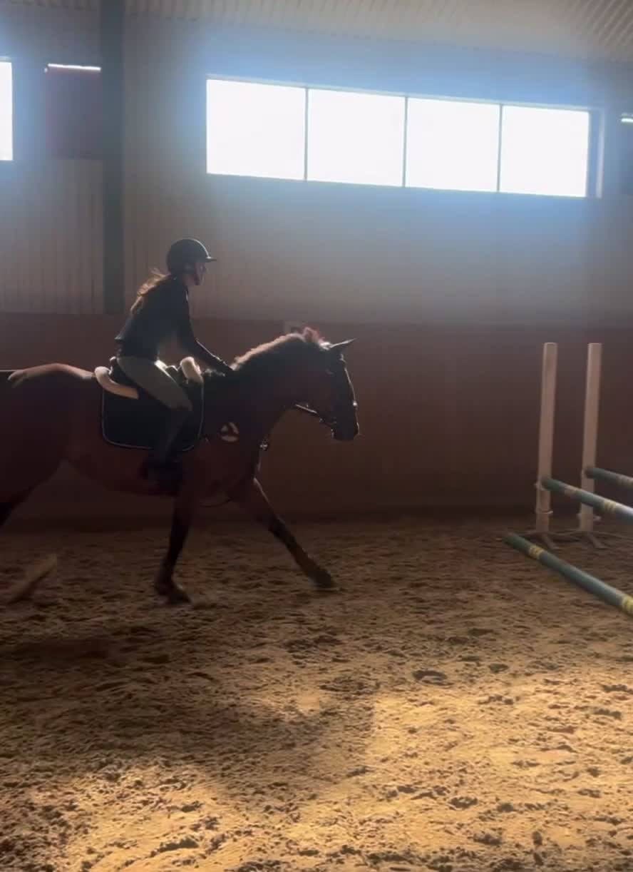 Allround hästar till salu: Känsligt sto med personlighet!  - Video 2