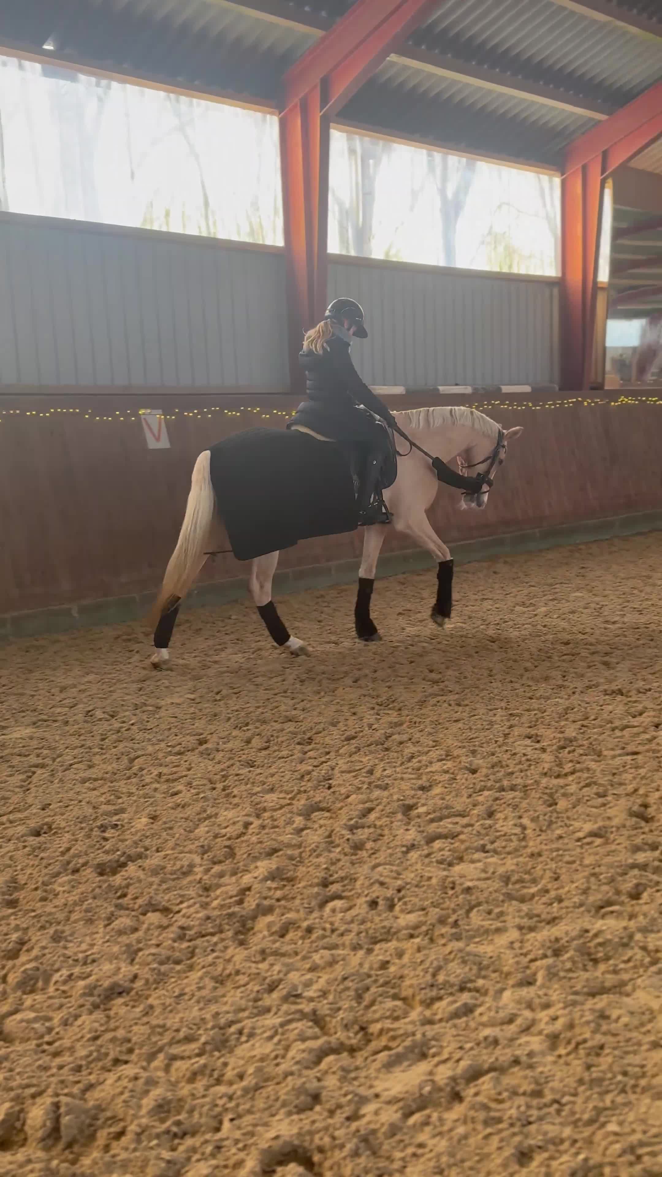 Dressyr hästar till salu: Smuk og velgående kat. 1 pony med meget kvalitet  - Video 1