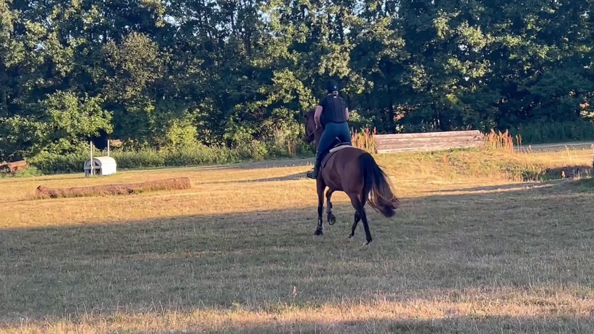 Fälttävlan hästar till salu: Unghäst för framtiden, röntgad. i Tollarp - Video 3