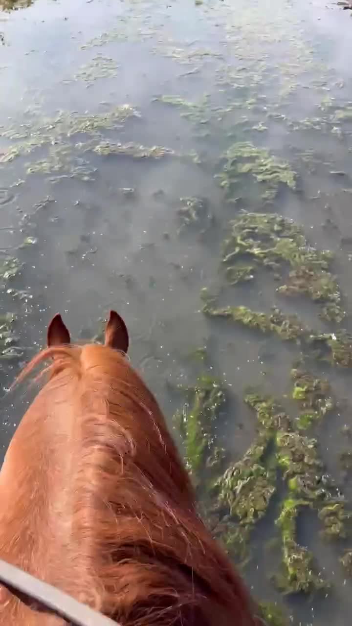 Western hästar till salu: Guldklimt till rätt person! i Bettna - Video 2