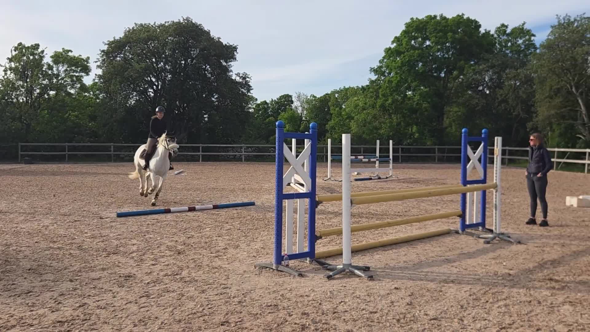 Allround hästar till salu: Första tävlingskompis och bästa vän. - Video 1