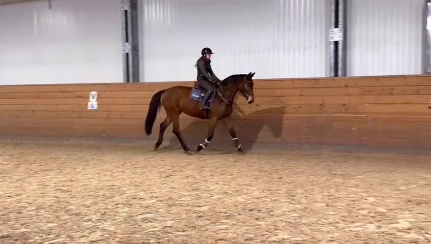 Hoppning hästar till salu: Trevligt sto - Video 5
